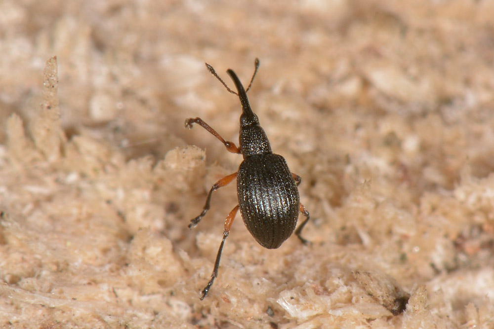 Protapion trifolii?